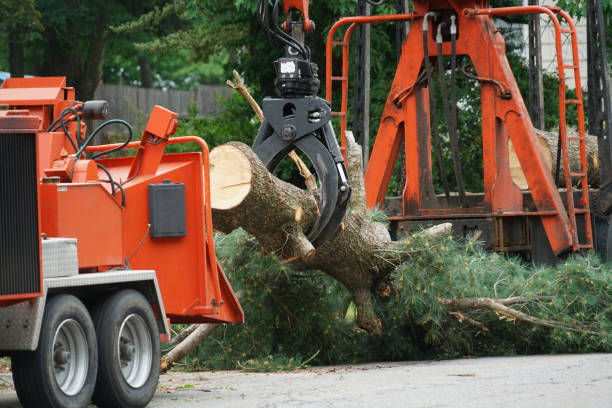 How Our Tree Care Process Works  in  Borger, TX